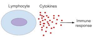 Cell Communication & the Immune System | Study.com