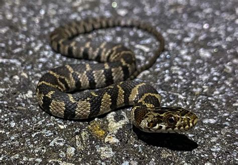 Serpiente de agua de vientre plano - Guía de identificación de ...