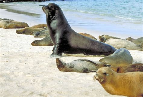 Galapagos Sea Lions - Zalophus wollebaeki - Galapagos Pictures and ...