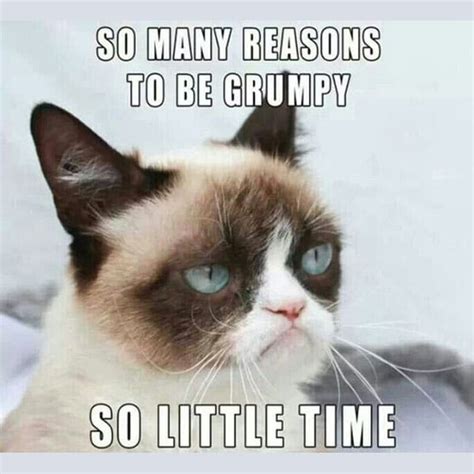 Grumpy Cat Memes For Kids