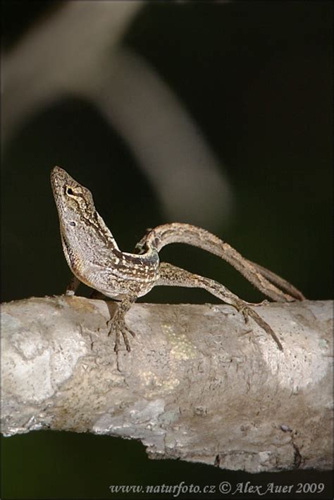 Brown Anole Photos, Brown Anole Images, Nature Wildlife Pictures ...