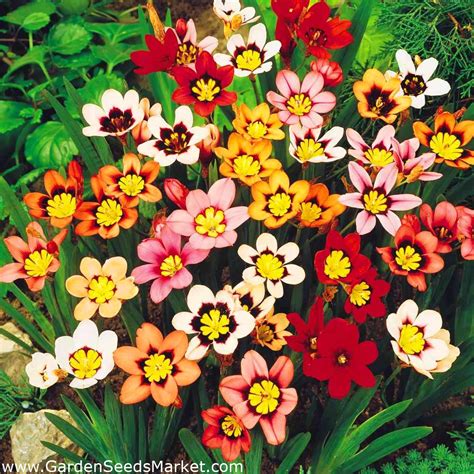 Sparaxis, Harlequin Flower Mix - 20 bulbs – Garden Seeds Market | Free ...