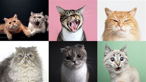 Cats have nearly 300 facial expressions, including a 'play face' they ...