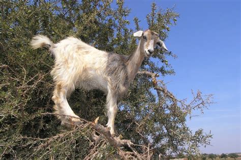 Goat on tree stock photo. Image of africa, argan, goat - 2713916