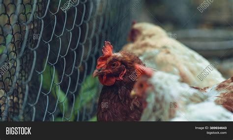 Chicken Near Net Fence Image & Photo (Free Trial) | Bigstock