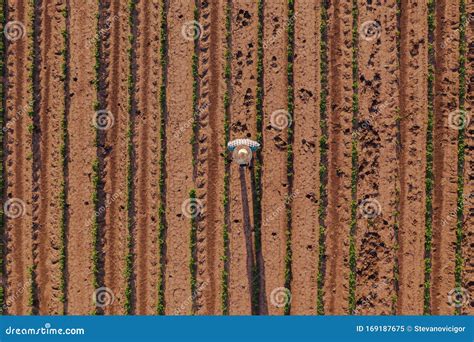 Aerial View of Farmer in Soybean Field Stock Image - Image of growth ...