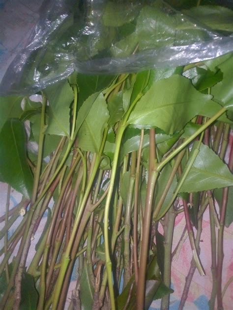 Khat plants – shimalan