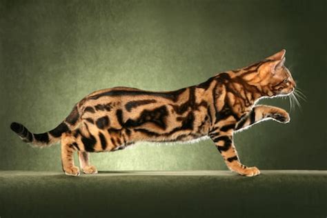 New research reveals how cats get their stripes - The Washington Post