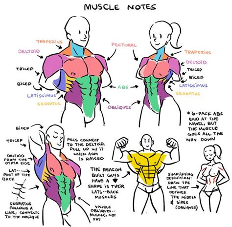 The Spider Weaver: Drawing Tips: Muscle Notes