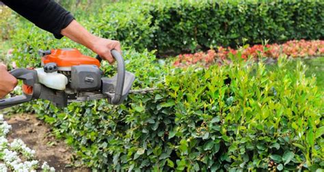 Hedge Cutting Near Me | Find Local Hedge Trimming Services