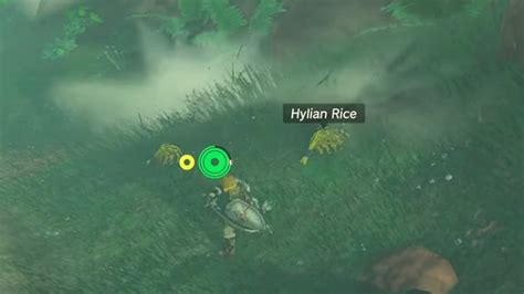 Where To Get Hylian Rice In Zelda Tears of the Kingdom (TOTK)