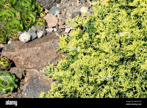 Juniperus horizontalis "Golden Carpet", Juniperus "Golden Carpet", Creeping Juniper rockery ...