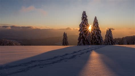 Snow Covered Pine Trees On Snow Field During Sunset HD Nature ...