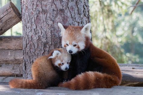 50 Adorable Facts About The Red Pandas You Have To Know - Facts.net