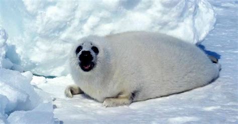 Harp Seal Behavior - AnimalBehaviorCorner