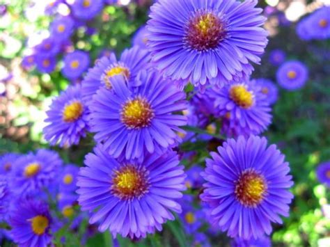 pretty purple aster flowers picture.jpg