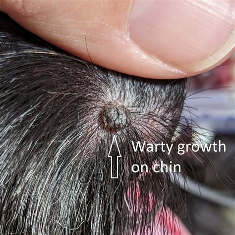 Just like kids, dogs can get warts. - Pittwater Animal Hospital