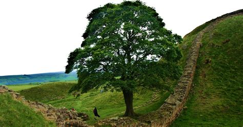 Scotland England and the Wall: Robin Hood Tree