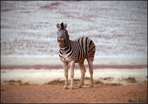 Albert Retief Blog: Suburb Safari - Welgemoed Zebra | Zebra, Desert animals, Namib desert