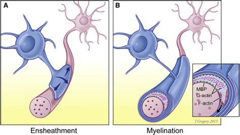 Myelination: Actin Disassembly Leads the Way: Developmental Cell