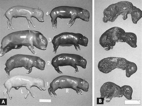 Porcine Parvovirus – Swine Diseases