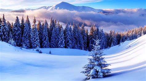 snow, lonely tree, winter, fir, wilderness, conifer, nature, pine tree, pine, sky, mountain ...