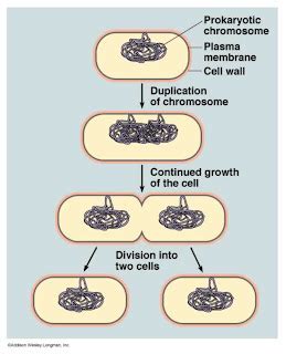 Life of a Lab Rat: Living without a cell wall...