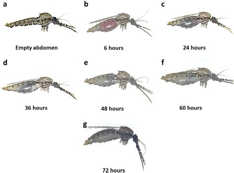 Females Anopheles cracens mosquitoes at different degrees of digestion ...