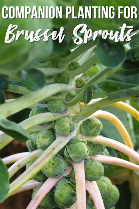 Brussel Sprouts Companion Plants - What to Grow and What to Avoid - growhappierplants.com