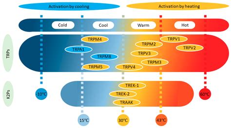 IJMS | Free Full-Text | Ion Channels and Thermosensitivity: TRP, TREK ...