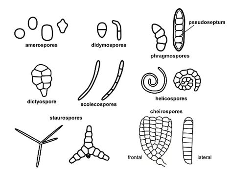 Types Of Fungal Spores