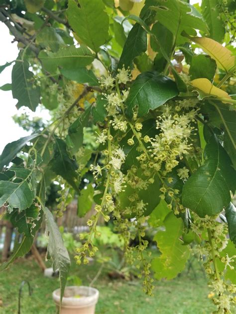 Flowering Ackee tree. About 2 months ago. Tree is atleast 25 years old #gardening #garden #DIY # ...