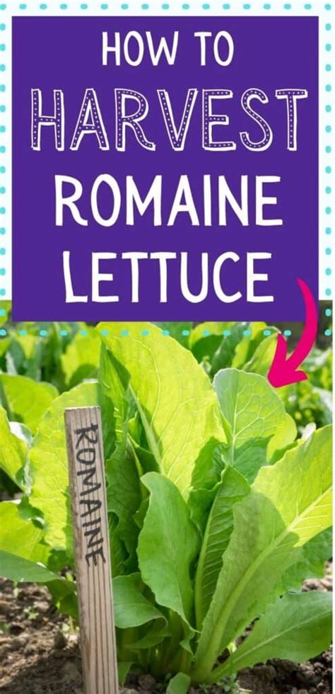 How to Harvest Romaine Lettuce - Together Time Family