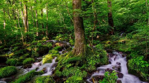 Fantastic Forest Stream wallpaper | 1920x1080 | #30004