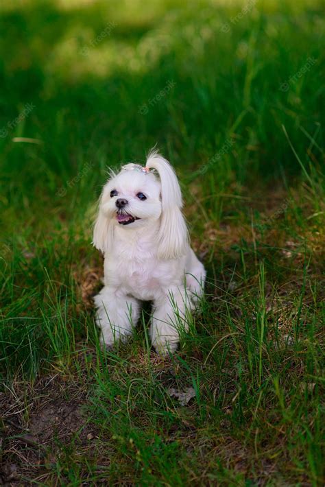 Perro maltés blanco en la hierba, perro de compañía | Foto Premium