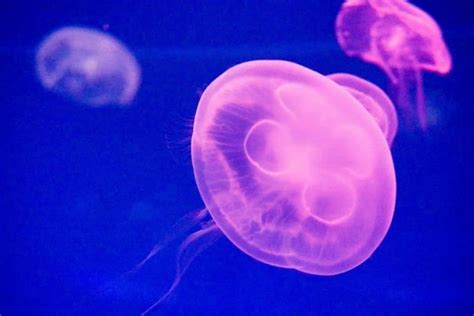 What Does Moon Jellyfish Eat? How To Feed Them In Aquarium