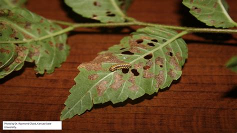 ELM LEAF BEETLE | Extension Entomology