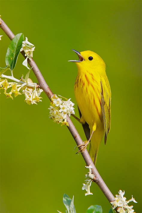 american yellow warbler.