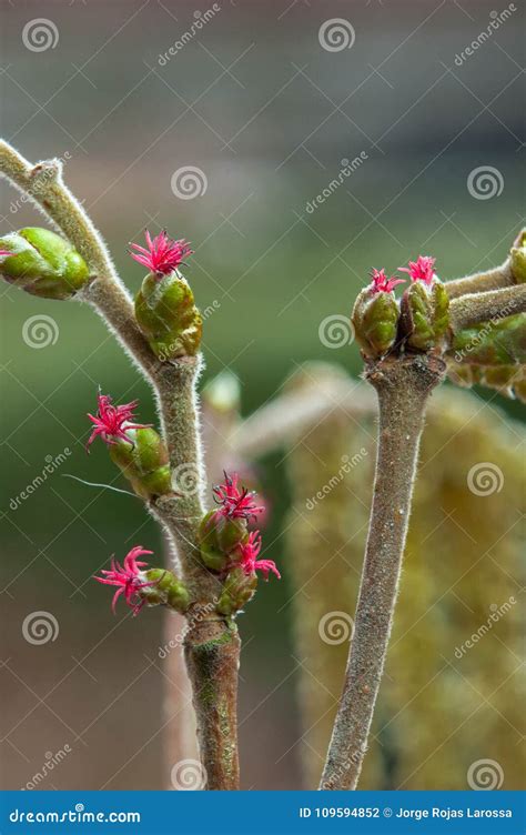 The Hazel Tree Shows Its Beautiful Flowers Stock Photo - Image of macro ...