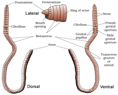 Earthworm | Class Eleven Biology