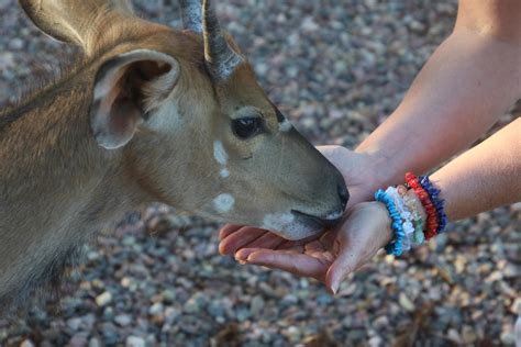 Brown Goat · Free Stock Photo