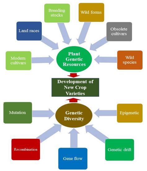 Genes | Free Full-Text | Genetic Diversity, Conservation, and ...