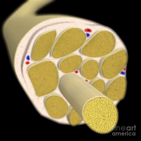 Anatomy Of A Nerve: With Fasciculi Photograph by Medical Images, Universal Images Group