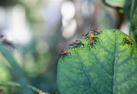 Using Diatomaceous Earth (DE) As an Organic Insecticide in Your Garden