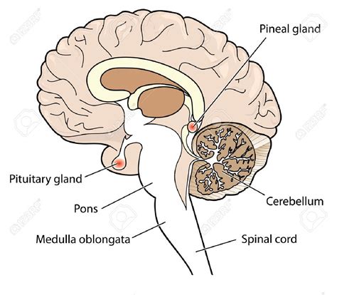 Kapcsolódó kép | Pineal gland, Gland, Graphic art prints