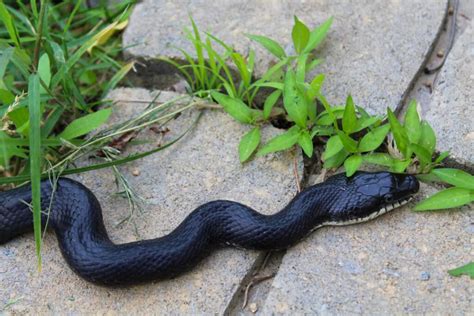 Black Rat Snake - A-Z Animals