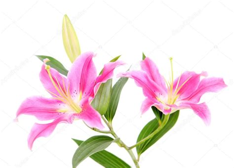 Pink Stargazer Lily flowers Stock Photo by ©hidesy 76004999