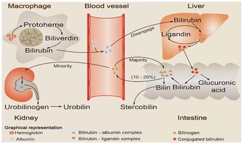 Schematic illustration of bilirubin metabolism. Aging red blood cells... | Download Scientific ...