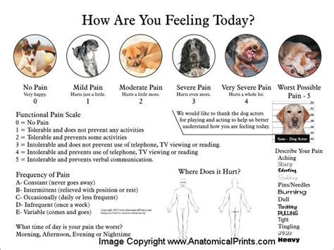 Visual and Functional Pain Scale Poster - Clinical Charts and Supplies