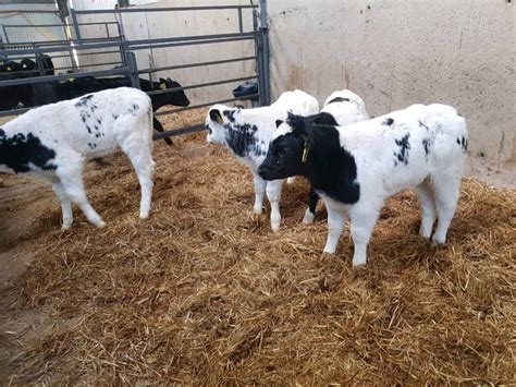 Four Belgian Blue Bull Calves | Wicklow Calf Company